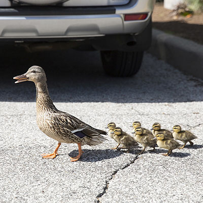 Ducks